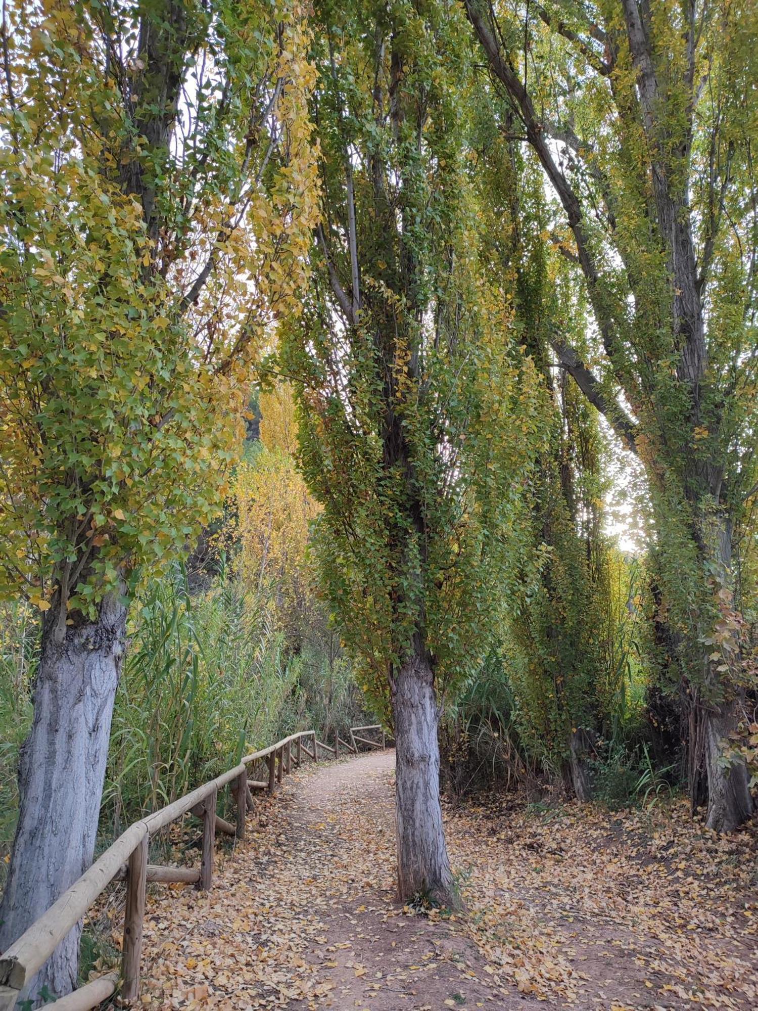 El Canton Bogarra Luaran gambar